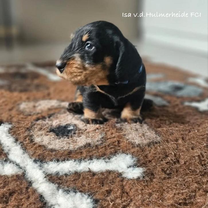 Standaard Ruwhaar teckel pups met stamboom FCI, Dieren en Toebehoren, Honden | Teckels en Dashonden, Meerdere dieren, Ruwhaar