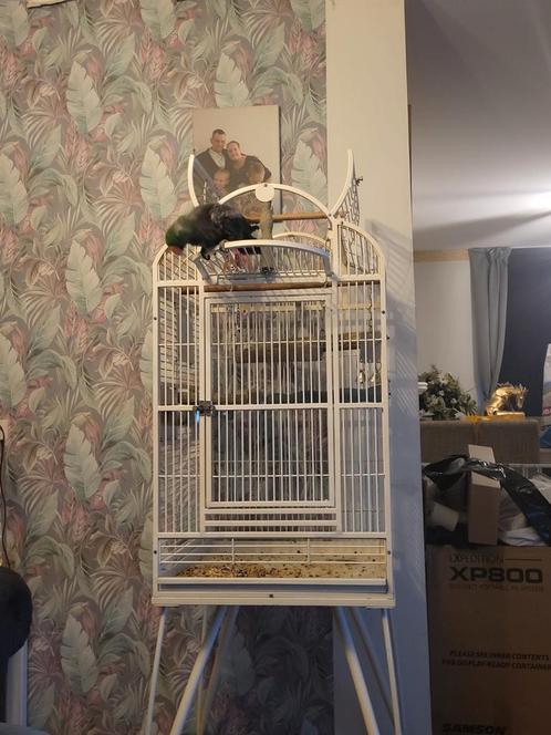 Edelpapagaai man 10 jaar, Dieren en Toebehoren, Vogels | Parkieten en Papegaaien, Papegaai, Mannelijk