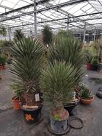 Yucca filifera I Alle afmetingen, Halfschaduw, Zomer, Ophalen of Verzenden, Overige soorten