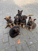 Oud duitse herder pups, Dieren en Toebehoren, Rabiës (hondsdolheid), 8 tot 15 weken, Meerdere, Meerdere dieren