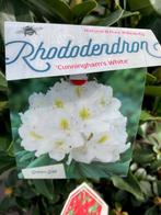 Nieuw binnen!! Mooie partij Rhododendrons, vanaf €7,95 p.st., Tuin en Terras, Planten | Struiken en Hagen, Minder dan 100 cm, Struik