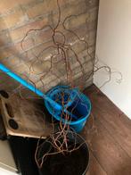 Paastak, Tuin en Terras, Ophalen, Zo goed als nieuw