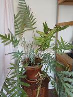 Blauwvaren - met liefde weer mooi te maken, Huis en Inrichting, Kamerplanten, Ophalen of Verzenden, Halfschaduw, Minder dan 100 cm