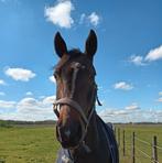 Fantastisch lief  coachpaard, Dieren en Toebehoren, Paarden, Ruin, Recreatiepaard, Ontwormd