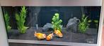 3 prachtige Dragon scale Ranchu's - Fancy Goldfish - Ranchu., Dieren en Toebehoren, Vissen | Aquariumvissen, Vis, Zoetwatervis