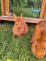 Mooie, lieve Thrianta konijntjes, Dieren en Toebehoren, Konijnen, Meerdere dieren
