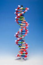 Compleet MolyMod Advanced miniDNA model (AMDNA-060-22), Ophalen of Verzenden, Zo goed als nieuw