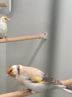 Majoor  putter man, Dieren en Toebehoren, Vogels | Overige Vogels, Mannelijk, Wildzangvogel