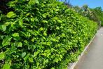 Fagus sylvatica beuk haag  met blote wortel, Tuin en Terras, Ophalen, Beukenhaag, 100 tot 250 cm