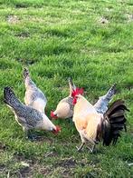 Broedeieren Friese kippen., Dieren en Toebehoren, Pluimvee | Toebehoren, Ophalen of Verzenden, Nieuw, Overige typen