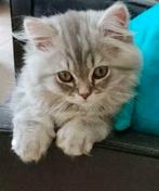 Dekkater Britse Langhaar, ervaren Silver Blue tabby blotched