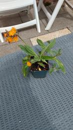Oranje havikskruid(bodembedekker), Tuin en Terras, Planten | Tuinplanten, Ophalen, Bodembedekkers, Volle zon