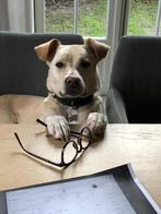 TER ADOPTIE PUKA teefje 2,5 jaar oud, Dieren en Toebehoren, Honden | Niet-rashonden, Particulier, Rabiës (hondsdolheid), 1 tot 2 jaar