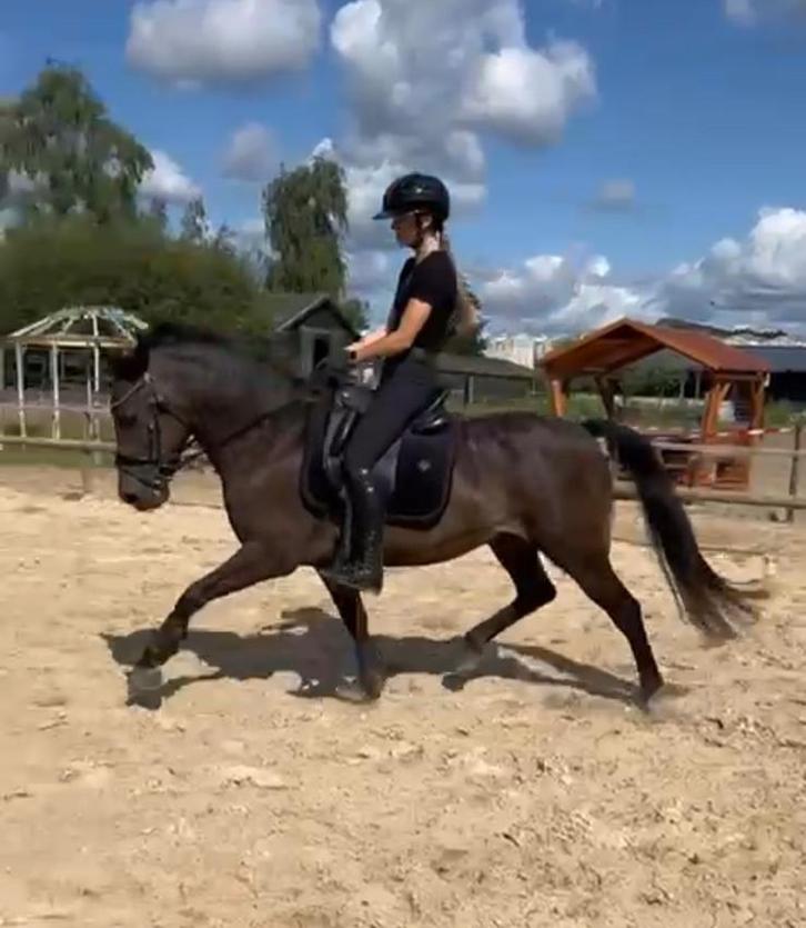 Aangeboden: amazone zadelmak maken/doortrainen, Dieren en Toebehoren, Paarden en Pony's | Verzorgingsproducten, Nieuw, Ophalen