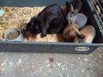 Aanhankelijk lief hangoor dwergkon met 5 jonkies incl kooi, Dieren en Toebehoren, Konijnen, Vrouwelijk, Dwerg, Hangoor, 0 tot 2 jaar