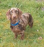 Chocotijger dwerg teckel dekreu. NIET TE KOOP, Dieren en Toebehoren, Rabiës (hondsdolheid), Reu, Eén hond, 3 tot 5 jaar