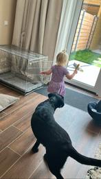 Honden bench groot in goede staat en inklapbaar, Dieren en Toebehoren, Hondenhokken, Ophalen of Verzenden, Zo goed als nieuw, 65 tot 100 cm