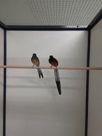 1-1 Shama lijsters, Dieren en Toebehoren, Vogels | Overige Vogels, Meerdere dieren, Tropenvogel, Geringd