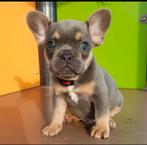 Franse Bulldog dekking (Blue Tan), Eén hond, 3 tot 5 jaar, Nederland, Particulier