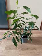 Hibiscus plant, Huis en Inrichting, Kamerplanten, Ophalen