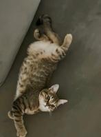 Brotsekorthaar/Thaisesiamees hele mooie kittens, Dieren en Toebehoren, Katten en Kittens | Raskatten | Korthaar, Meerdere dieren
