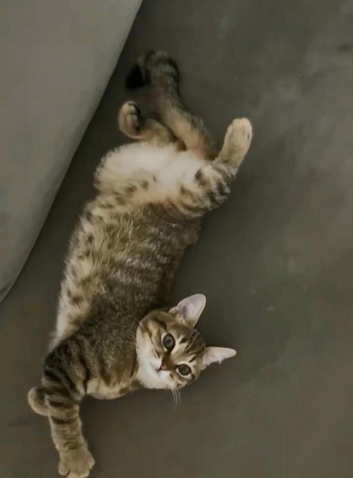 Britsekorthaar/Thaisesiamees hele mooie kittens, Dieren en Toebehoren, Katten en Kittens | Raskatten | Korthaar, Meerdere dieren