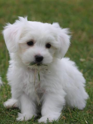 Mooie Maltezer pups. beschikbaar voor biedingen