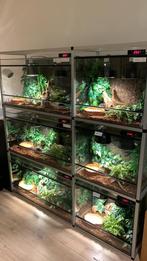 Terrarium met stelling, Dieren en Toebehoren, Ophalen, Zo goed als nieuw, Terrarium of Paludarium