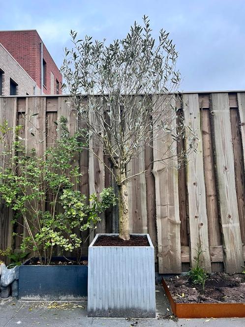 Olijfboom op stam; olea europeae, Tuin en Terras, Planten | Bomen, Olijfboom, 100 tot 250 cm, Volle zon, Ophalen