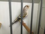 Kanarie  X putter  pop.    2025., Dieren en Toebehoren, Vogels | Kanaries, Vrouwelijk, Bastaard