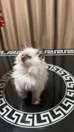 Britse langhaar kittens, Dieren en Toebehoren, Katten en Kittens | Raskatten | Korthaar, Meerdere dieren