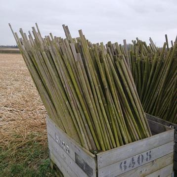 Te koop bamboe/tonkinstokken van 1,00 meter en 1,50 meter beschikbaar voor biedingen