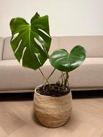 Monstera Plant – Healthy, Mature & Thriving, Ophalen, Overige soorten, In pot, Minder dan 100 cm