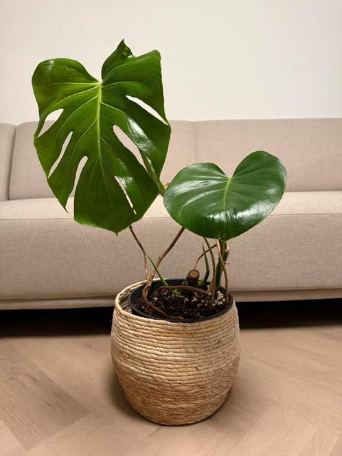 Monstera Plant – Healthy, Mature & Thriving, Huis en Inrichting, Kamerplanten, Overige soorten, Minder dan 100 cm, Groene kamerplant