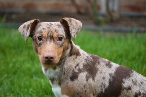 Choco Merle Jack Russel dekreu getest met stamboom, Dieren en Toebehoren, Honden | Dekreuen, Reu, Particulier, Eén hond, Nederland
