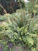 Varen groot model tuin groen vaste plant, Tuin en Terras, Planten | Tuinplanten, Ophalen, Vaste plant, Varens, Halfschaduw