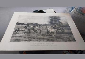 Ponies dans la Prairie  beschikbaar voor biedingen