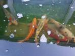 5 koi's van +/_ 50cm, Vis