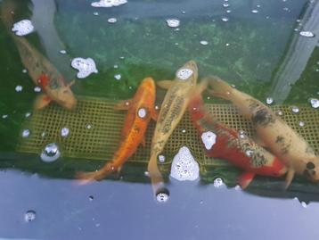 5 koi's van +/_ 50cm beschikbaar voor biedingen