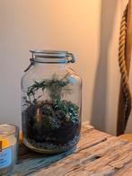 Planten Terrarium Ecosysteem - 30cm, Huis en Inrichting, Kamerplanten, Overige soorten, In pot, Minder dan 100 cm, Groene kamerplant