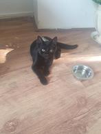 Twee lieve zwarte katertjes – 2,5 maand oud, Dieren en Toebehoren, Katten en Kittens | Overige Katten, Kater