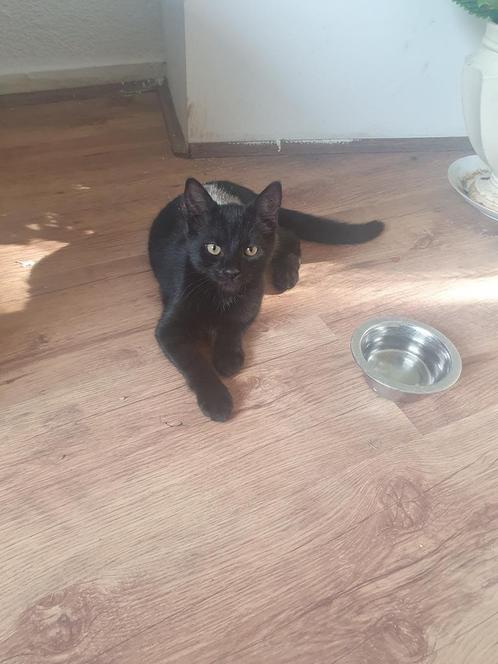 Twee lieve zwarte katertjes – 2,5 maand oud, Dieren en Toebehoren, Katten en Kittens | Overige Katten, Kater