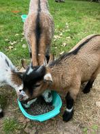 Bokje te koop, Dieren en Toebehoren, Mannelijk, Geit