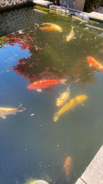 12 koi karpers, Dieren en Toebehoren, Vissen | Vijvervissen, Karper of Koi