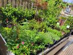 Restpartij tuinplanten!, Ophalen, Zomer, Overige soorten