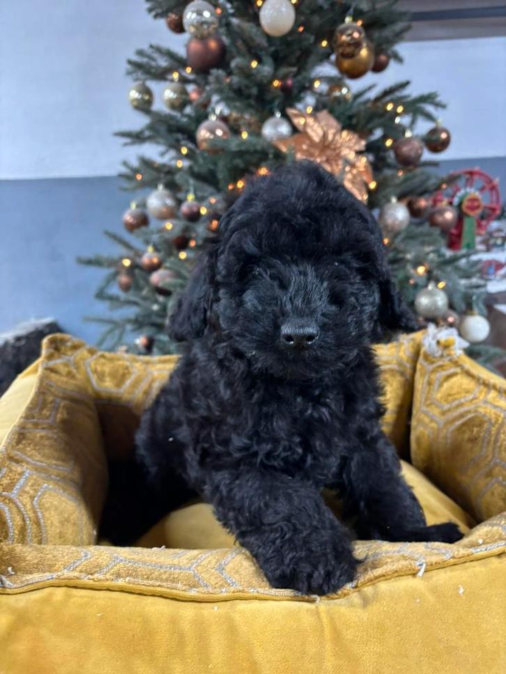 Boomer x Labradoodle mini pup, Dieren en Toebehoren, Honden | Chihuahua's en Gezelschapshonden, Meerdere dieren, Overige rassen