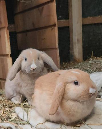 Hele lieve konijntjes zoeken liefdevol thuis ️ ️ beschikbaar voor biedingen