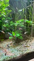 Endler gup man, Dieren en Toebehoren, Vis