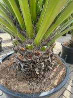 Yucca faxoniana met 30 cm stamhoogte te koop, Tuin en Terras, Planten | Bomen, In pot, Zomer, Overige soorten, Volle zon