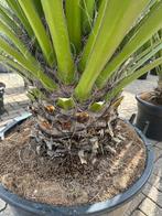 Yucca faxoniana met 30 cm stamhoogte te koop, 100 tot 250 cm, Zomer, Volle zon, In pot